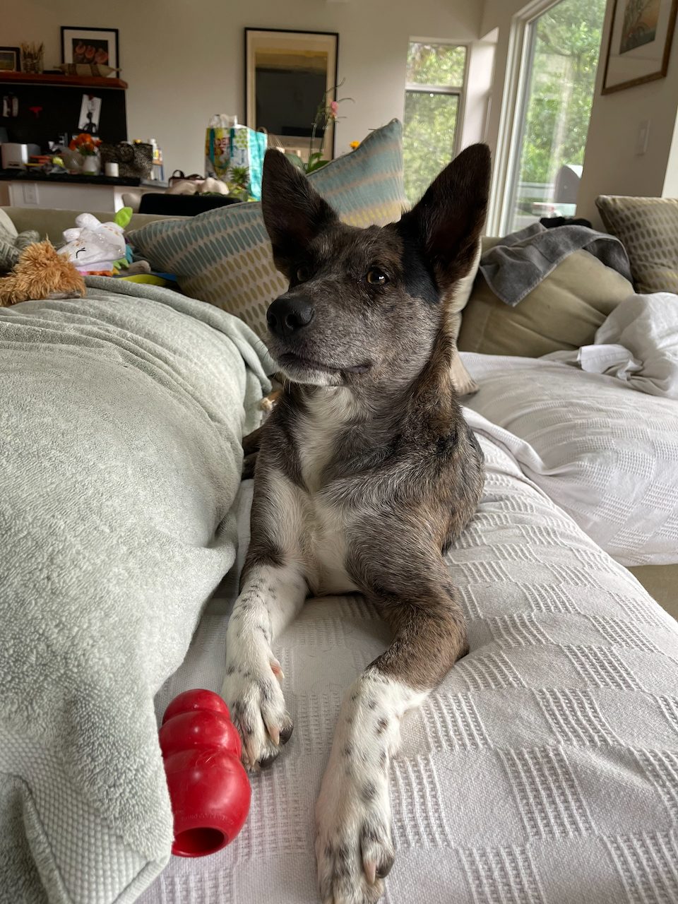 Dog photo 5 of 29