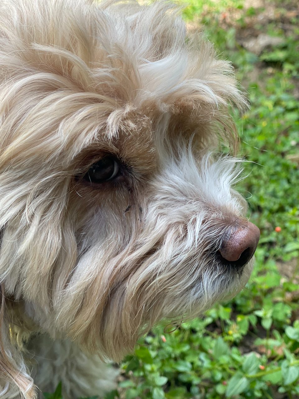 Dog photo 8 of 29