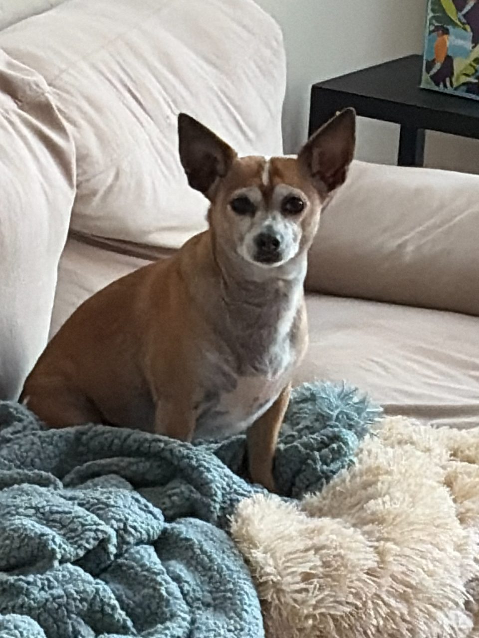 Dog photo 26 of 29