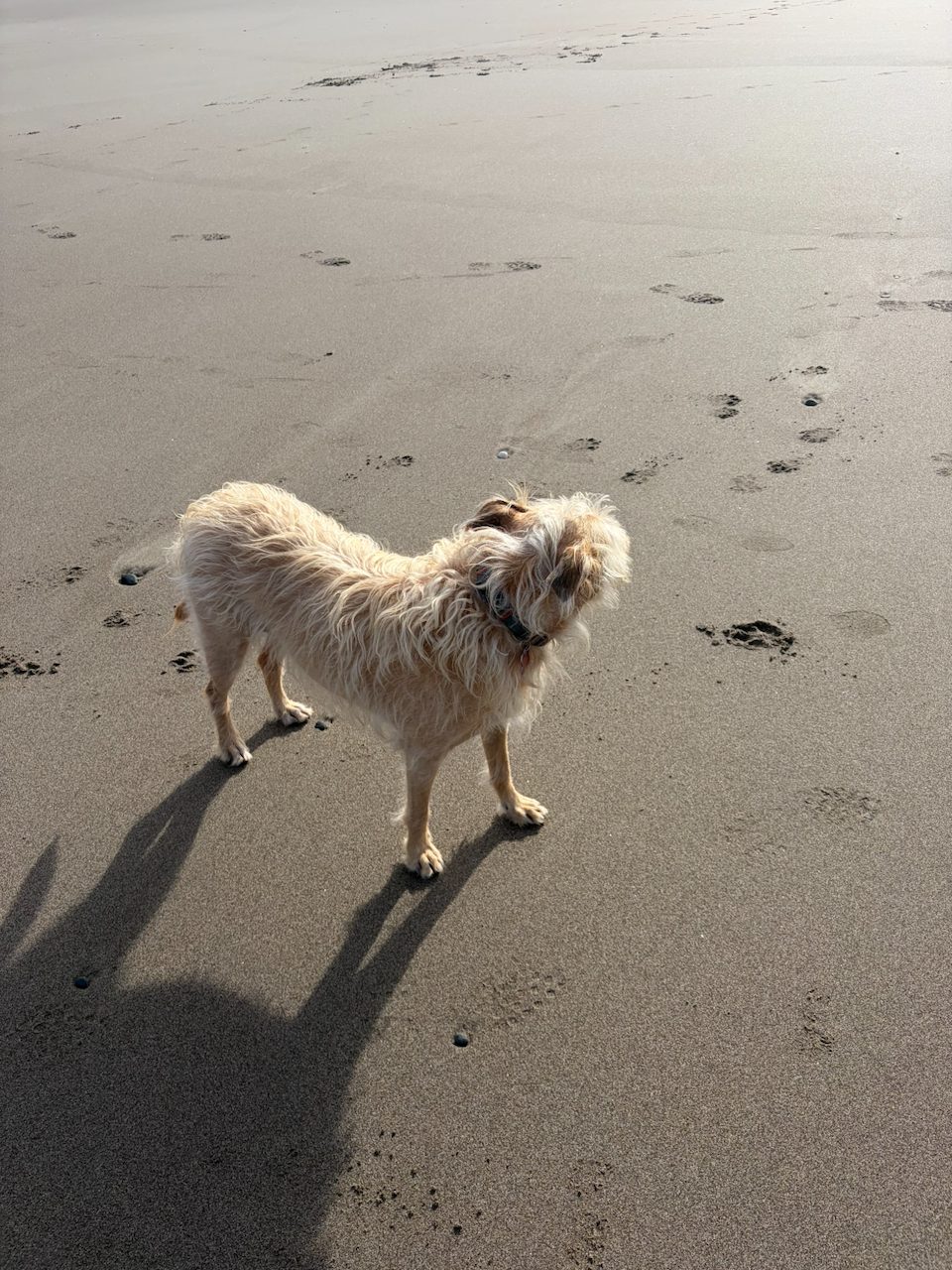 Dog photo 27 of 29